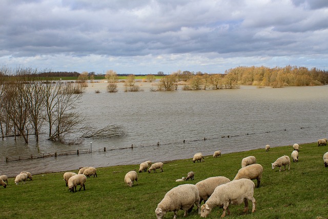 flooded field with roaming sheep, cloudy day