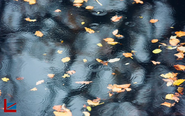 leafy puddle close up
